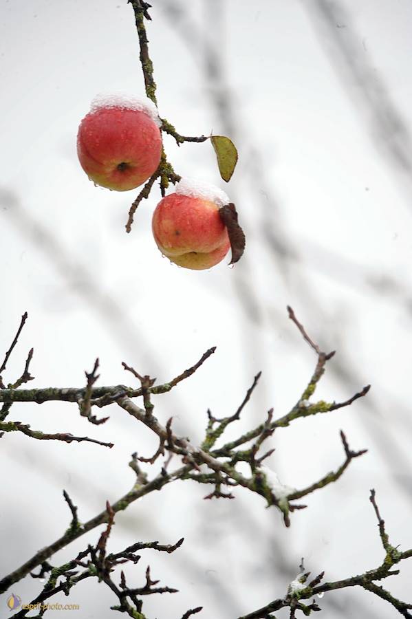 Nom de l'image : D30038092_1_(c)Norbert-JUNG — Description :